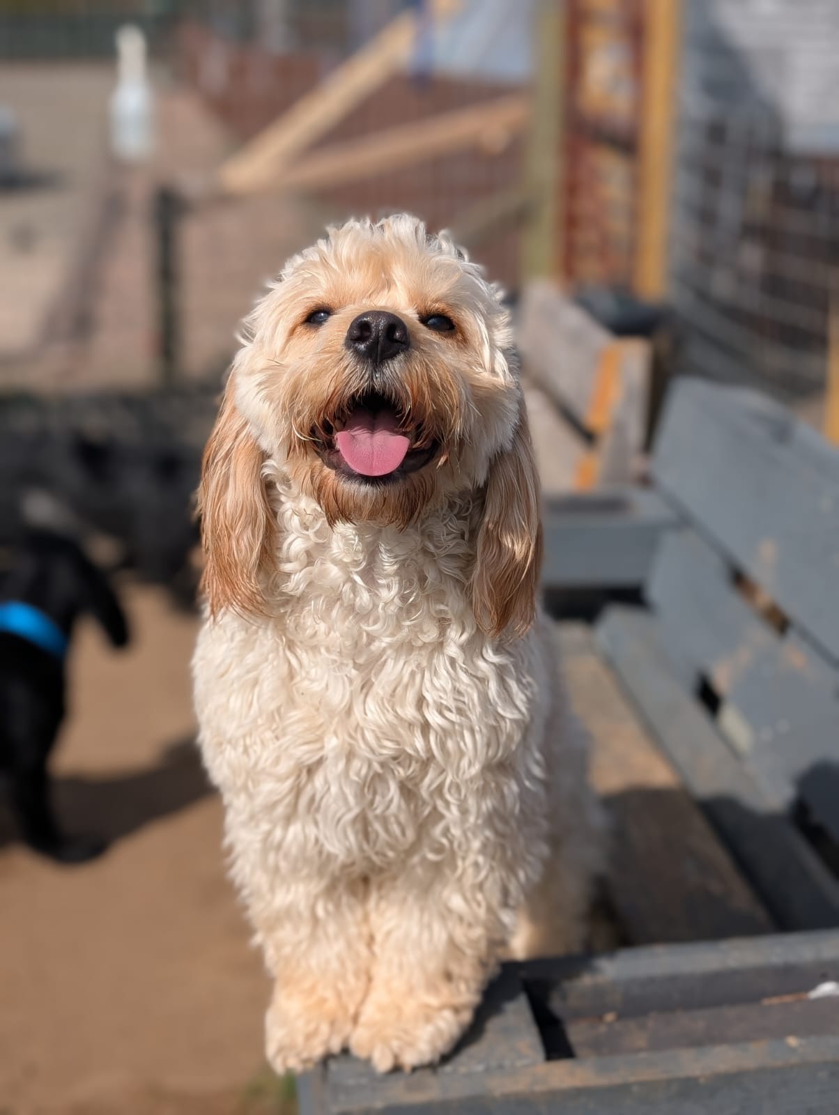 Harley photo